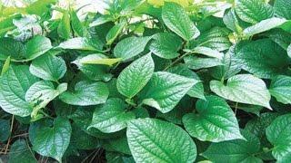 Quý ông ăn rau này, khỏi cần mua Viagra