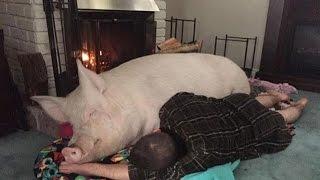 14 Lí do để bạn nên ngừng ăn thịt heo